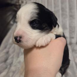 Duke - Parti male Miniature Schnauzer puppy in Graham, Washington from Kristy's French Bulldogs & Mini Schnauzers