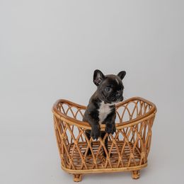 Pepper - Brindle and white French Bulldog puppy in Brandon, Mississippi from Prolific Frenchies Co.