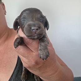 Cobbler - Blue and tan male Dachshund puppy in El Paso, Texas from Mells Weenies