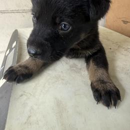 Black and Tan girl 2 - Black and tan female German Shepherd puppy in Jacksonville, Florida from El Dorado
