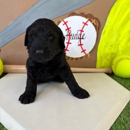Pudge - Black male Labradoodle puppy in Adams, Nebraska from Boxcar Doodles and Poodles