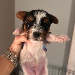 Scooby - Parti male Yorkshire Terrier puppy in Hot Springs, Arkansas from Weslynn Kennels