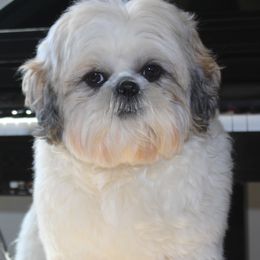 Gizmo - Shih Tzu