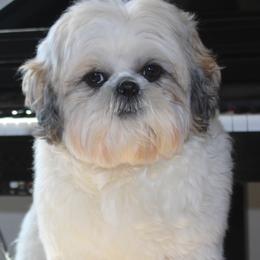 Gizmo - Shih Tzu