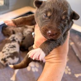 Callie - Red tri-color female Australian Shepherd puppy in Frostproof, Florida from Central Florida Australian Shepherds