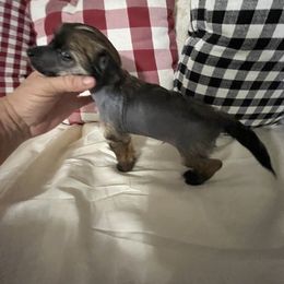 Chinese Crested and Shih Tzu All Grown Up from OH SO