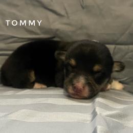 Tommy 5yr. Health Guarantee - Black and tan male Pembroke Welsh Corgi puppy in Vernal, Utah from Bingo's Kennel