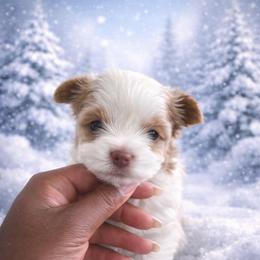 Macchiato-Black collar - Chocolate, tan and white male Yorkshire Terrier puppy in Selden, New York from Alisha's Yorkshire Terriers