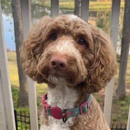 Annie - Goldendoodle
