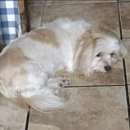 Molly - Havanese