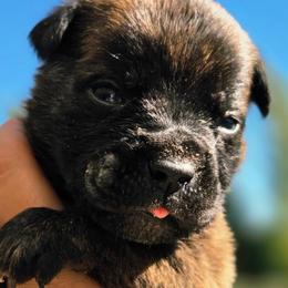 Purple - Chestnut brindle female Cane Corso puppy in Yale, Michigan from Titan Farms