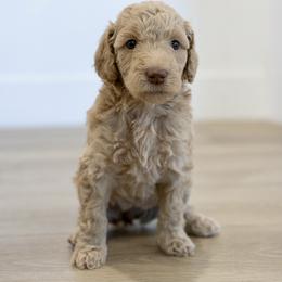 Vail - Light golden female Double Doodle puppy in Peoria, Arizona from Sonoran Doodles
