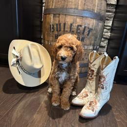 Dottie (West) - Red  female Goldendoodle puppy in Eagleville, Tennessee from Nash Doodles
