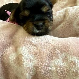 Tulip - Black and tan female Yorkshire Terrier puppy in Walla Walla, Washington from Linda Sherman