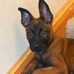 2500 Stellar's X-57 Maxwell - Yellow female Dutch Shepherd puppy in Lake City, Florida from Crosspointe Canines