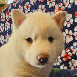 6 (olive) - White female Siberian Husky puppy in Dane, Wisconsin from Sunny Hurricane Siberians