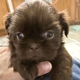 Dream - Chocolate female Shih Tzu puppy in Tallahassee, Florida from Bows and Bow Ties