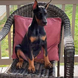 Doberman Pinscher Puppies from JM Dobermans