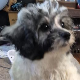 Hercules - male Shichon puppy in Pacolet, South Carolina from Kelli's Kennels