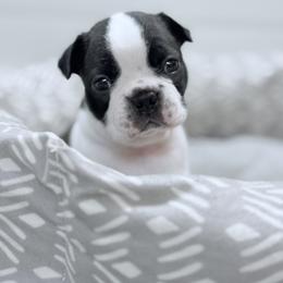 Boy 2 - male Boston Terrier puppy in Edgewater, Florida from Bluewater Bostons