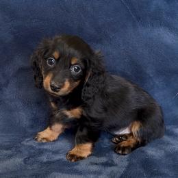 Bali - Black and tan female Dachshund puppy in Escalon, California from Dashing Dachshunds RF
