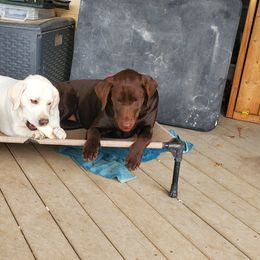 Double Doodle and Labrador Retriever All Grown Up from McCreary Highlander Labradors