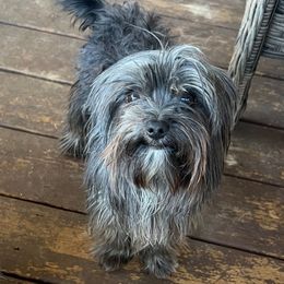 Merlin - Yorkshire Terrier