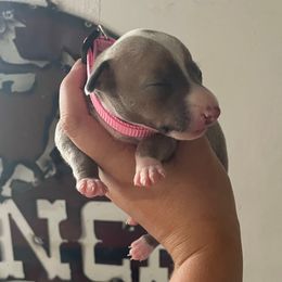 Emma - Blue fawn female Italian Greyhound puppy in Lancaster, Missouri from White Stone Ranch
