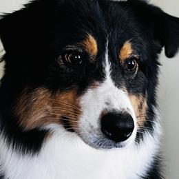 Australian Shepherd puppies from Bright Eyes Aussies