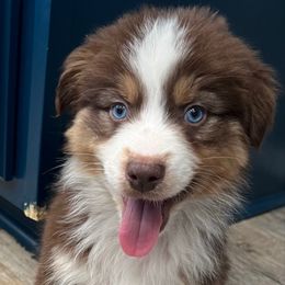 Hook - Red tri-color Australian Shepherd puppy in Hemet, California from Perfect Companion Aussie's