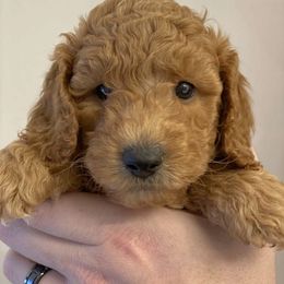 Labradoodle Puppies from Ruby Doo’s Doodles