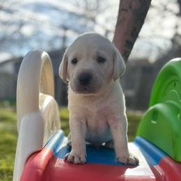 Gray Collar - Yellow female Labrador Retriever puppy in Nampa, Idaho from Gem State English Labrador Retrievers