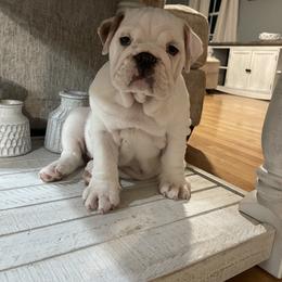 Bulldog and French Bulldog Puppies from The Georgia Bully Bunch