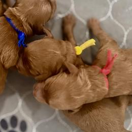 Girl 3 Selection - Red  female Goldendoodle puppy in Pleasant Hill, Iowa from Harvest Creek