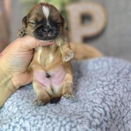 Little Briar - Brindle male Shih Tzu puppy in Hartville, Missouri from Petty Paws