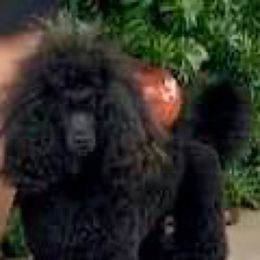 Trigger - Poodle