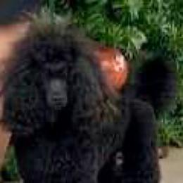 Trigger - Poodle
