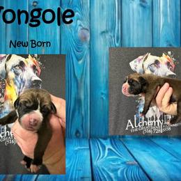 Vongole - Fawn male Great Dane puppy in Medford, New York from Alchemy Danes