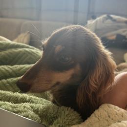 Oakley - Dachshund