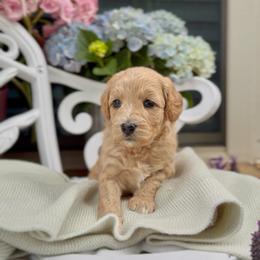 Aura - Apricot female Cavapoo puppy in Arlington, Texas from Van Haselen Poodles and Doodles
