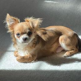 Chihuahua Puppies from Cloud9 Chihuahuas