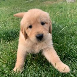 Golden Retrievers from Tiloula's Puppies