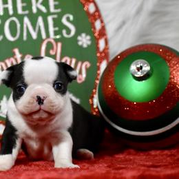 Blessing - Black and white female Boston Terrier puppy in Gober, Texas from Trigger Time Kennels