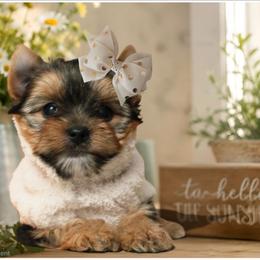 Ruby - Black and gold female Yorkshire Terrier puppy in Warren, Michigan from Danielle's Yorkie Babies