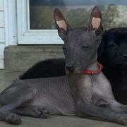 La Dame Blanche - Xoloitzcuintli puppy in Ethridge, Tennessee from Royalty Reigns Xolos