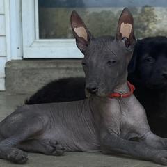 La Dame Blanche - Xoloitzcuintli puppy in Ethridge, Tennessee from Royalty Reigns Xolos