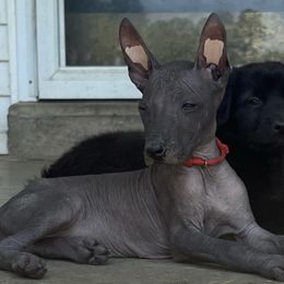 La Dame Blanche - Xoloitzcuintli puppy in Ethridge, Tennessee from Royalty Reigns Xolos