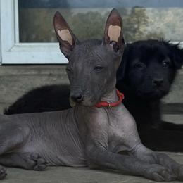 La Dame Blanche - Xoloitzcuintli puppy in Ethridge, Tennessee from Royalty Reigns Xolos