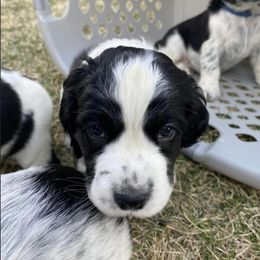 English Springer Spaniel Puppies from Hometown Springers