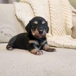Rose - Black and cream female Dachshund puppy in Dighton, Massachusetts from Powerdox Dachshunds